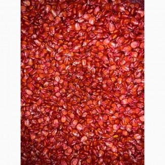 Насіннєвий матеріал кукурудзи ДН ХОРТИЦЯ (ФАО 240)