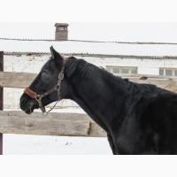 Продажа турнирного жеребца, сын Борисполя