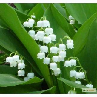 Саженцы ландышей