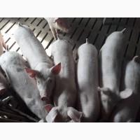 Продам поросят породистых мясна порода можлива доставка