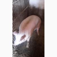 Продам свинину живою або тушкою