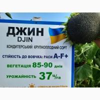 Насіння кондитерського соняшника Джинн, сорт стійкий до вовчка A-F, 35ц/га. 1 репродукція