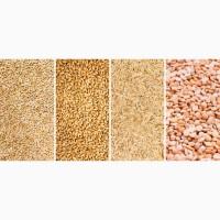 Кукурудза дорого