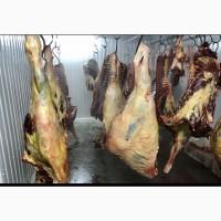 Продам мясо конина