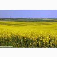 Куплю сою. Оптом, по всей Украине