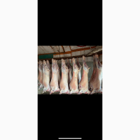 Куплю овцы бараны на мясо