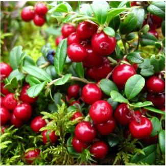 Брусниця сушена