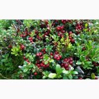 Брусниця сушена