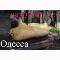 Продам Домашку Свинину