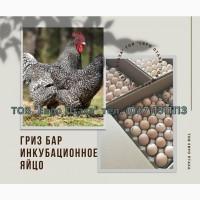 Инкубационное яйцо Гриз Бар