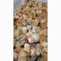 Курчата суточные Доминант чисто курочки и комбикорм для них