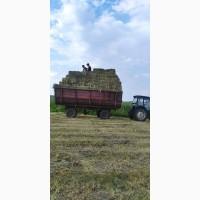 Сіно в тюках лугове, люцерна