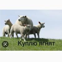 Куплю ягнят или молодых ярочек или маток с ягнятами