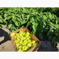 Продам перець солодкий кубовидний Геркулес, Вангард, Амарок