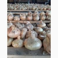 Продам оптом цибулю