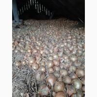 Продам оптом цибулю
