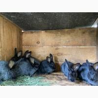 Продам кролі Полтавське Срібло