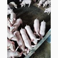 Продам поросят бекон