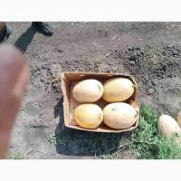 Продам солодку діню, гурт