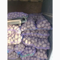 Товарна велика картопля 5 тон