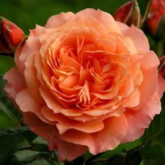 Саджанці англійських піоноподібних троянд Ред Оранж