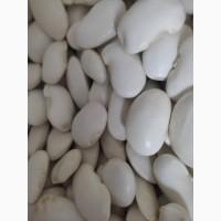 Продаємо квасолю сорту Бандоля