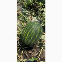 Продам арбуз 22 т