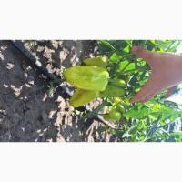 Продам Капусту Центуріон