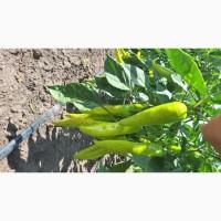 Продам Капусту Центуріон