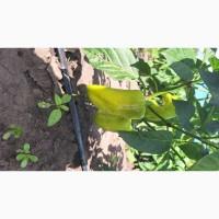 Продам Капусту Центуріон