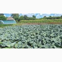 Продам Капусту Центуріон