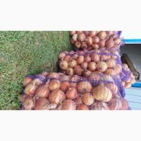 Продам Капусту Центуріон