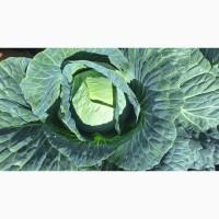 Продам Капусту Центуріон