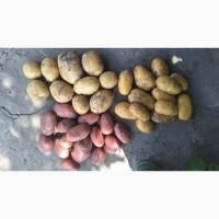 Продам Капусту Центуріон