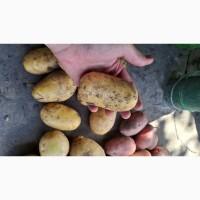 Продам Капусту Центуріон