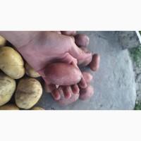 Продам Капусту Центуріон