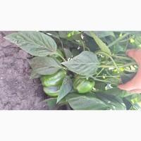 Продам Капусту Центуріон