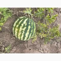 Продам кавун Продюсер друга катка 3-4, 5 кг