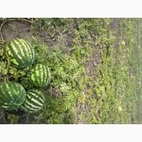 Продам кавун Продюсер друга катка 3-4, 5 кг