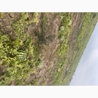 Продам кавун Продюсер друга катка 3-4, 5 кг