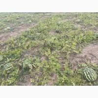 Продам кавун Продюсер друга катка 3-4, 5 кг