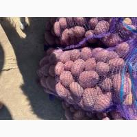 Продам товарну картоплю