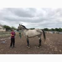 Продається чистокровний сірий жеребець