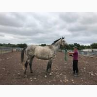 Продається чистокровний сірий жеребець