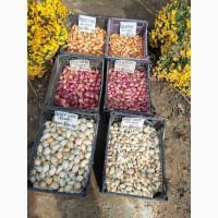 Цибуля сіянка-(тиканка). Урожаю 2025 року.шукає добрих господарів, щоб посадитися осінню