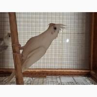 Безщокі корелли пара