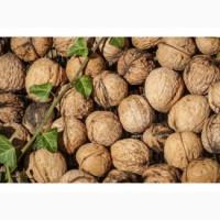 Продам грецький горіх в шкарлупі