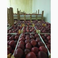 Оптом Яблука, упаковка на експорт