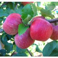 Купуємо яблука сорту Фуджі в великих обʼємах оптом від 10 тонн