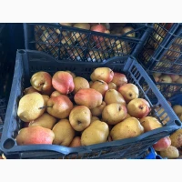 Продам зимову грушу